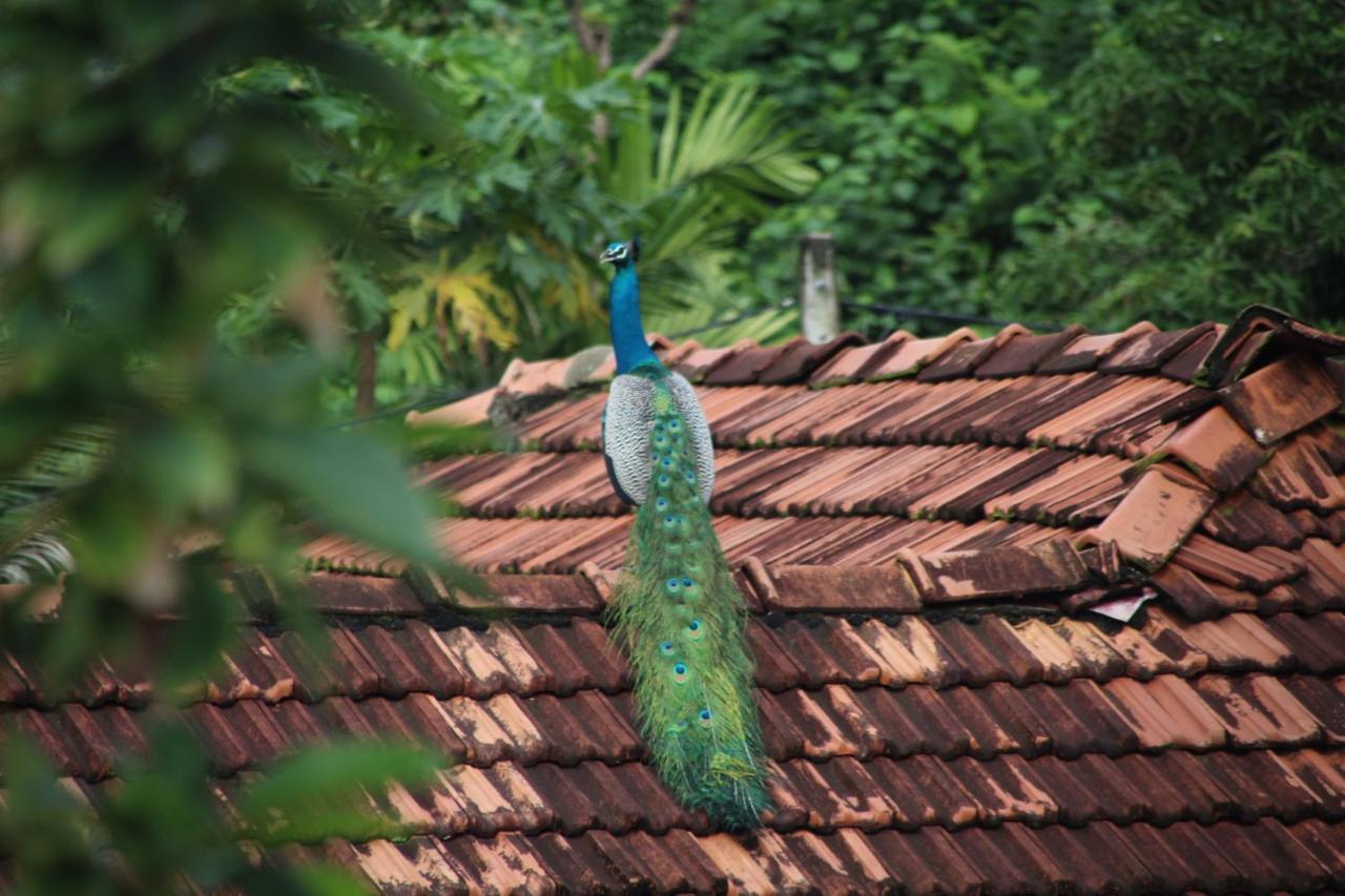 Guesthouse Bodensee Hikkaduwa Luaran gambar